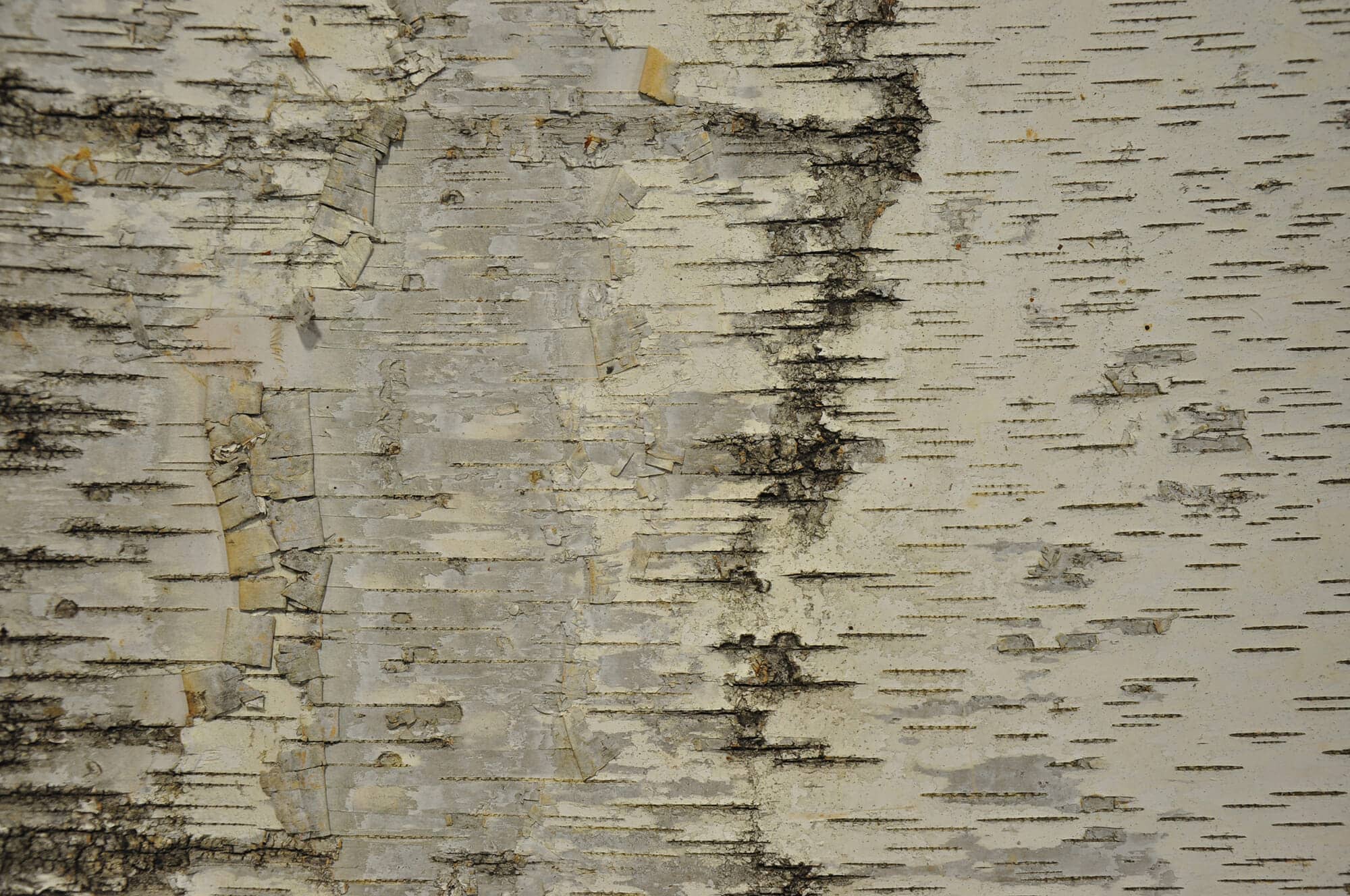 White Birch Bark Wall Coverings Gallery.