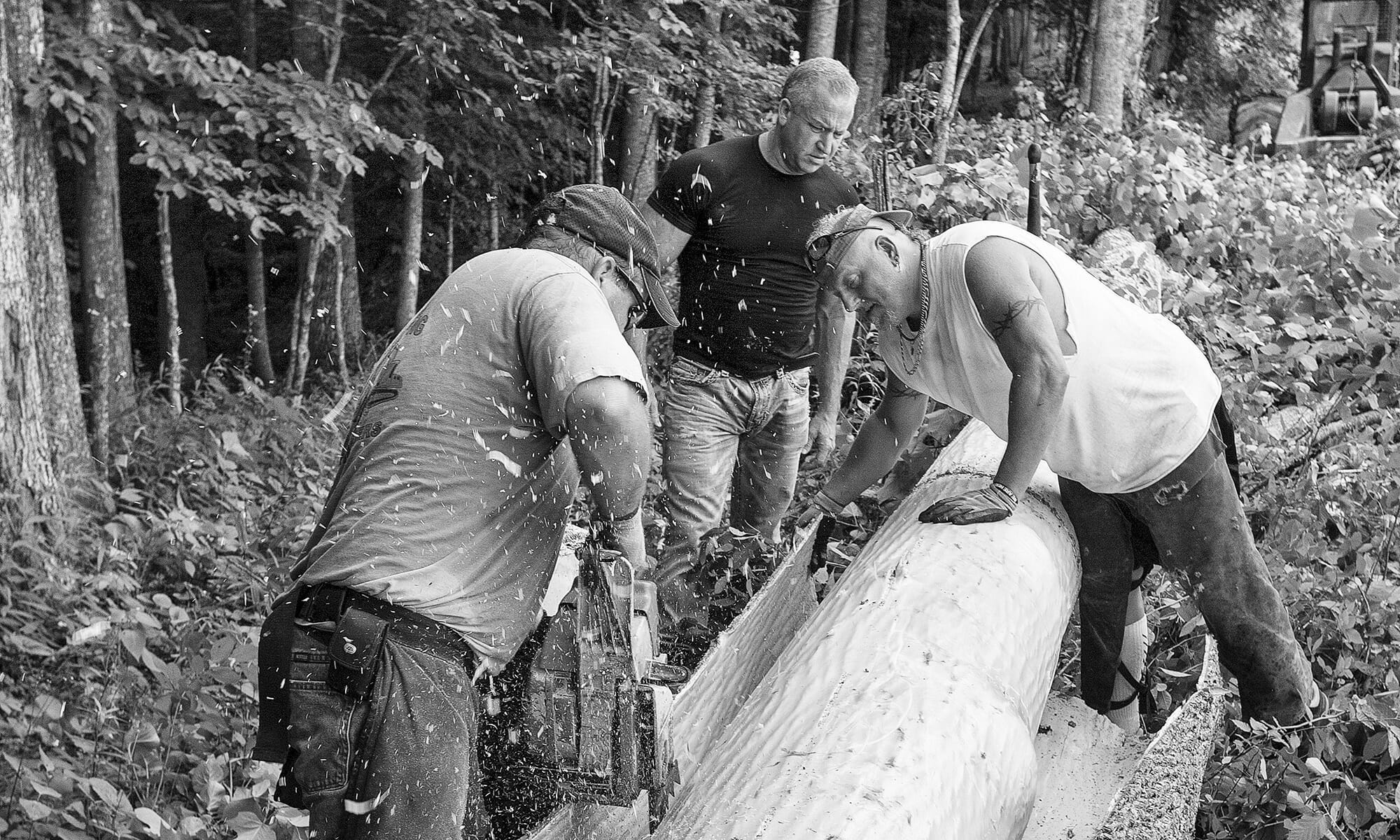 Loggers peeling bark from a poplar tree to sell to Bark House
