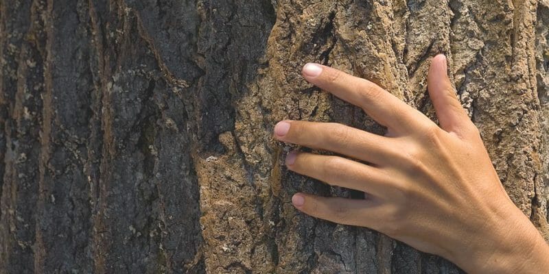 Harvested Tulip Poplar Bark