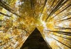 Looking into the fall leaves of a poplar tree