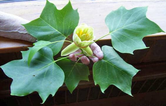 Hand holding Tulip Poplar Leaves and Blossom