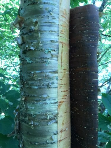 Peeling bark from a Yellow Birch Tree