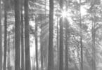 Black & White photo of Forest with the sun shining through