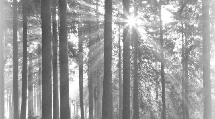 Black & White photo of Forest with the sun shining through