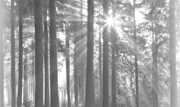 Black & White photo of Forest with the sun shining through