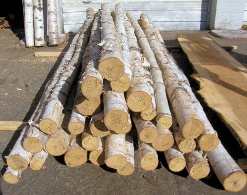 Staging white birch logs for sale at Bark House