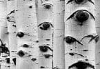 Eyes of the Forest: Bark House White Birch trees