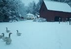 The Bark House: McCurry Farm in Winter