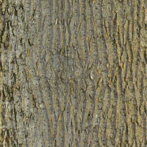 Buy Poplar Tree Bark Sheets & Panels | Bark House