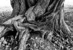 Bark House EmBark blog, twisted bark on an old tree