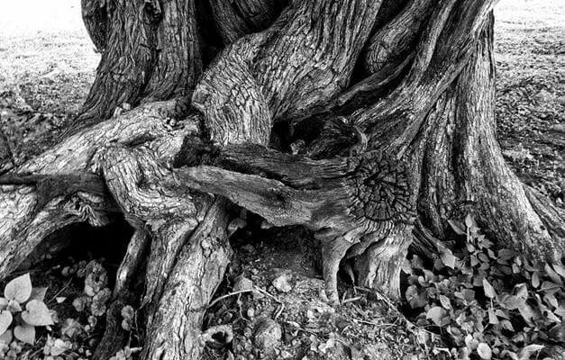 Bark House EmBark blog, twisted bark on an old tree