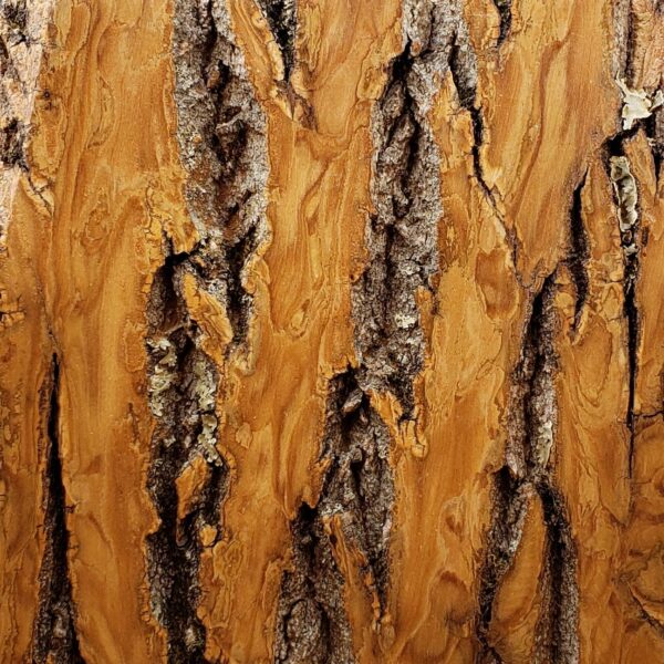 Sample of Bark House Product: Poplar Bark Sanded: clear