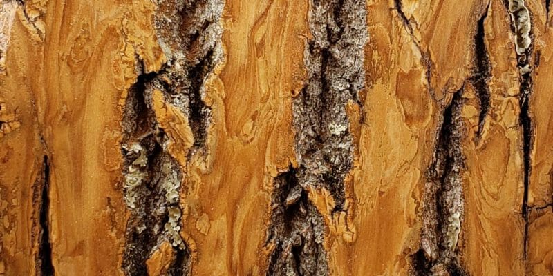 Sample of Bark House Product: Poplar Bark Sanded: clear
