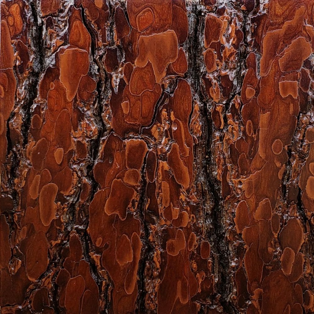 Rough Pine Bark Sanded With Finish Option Sample Bark House® 