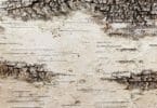 Sample of Bark House Product: White Birch Bark