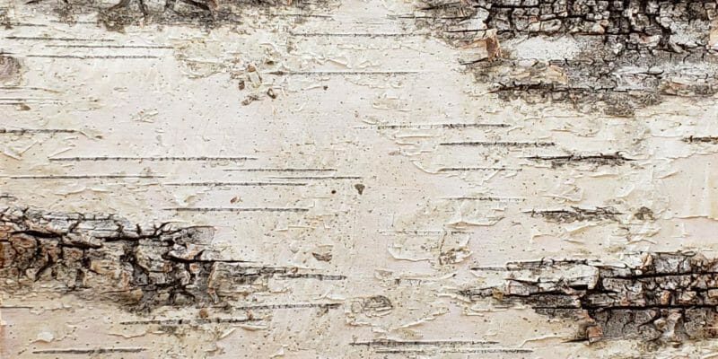 Sample of Bark House Product: White Birch Bark