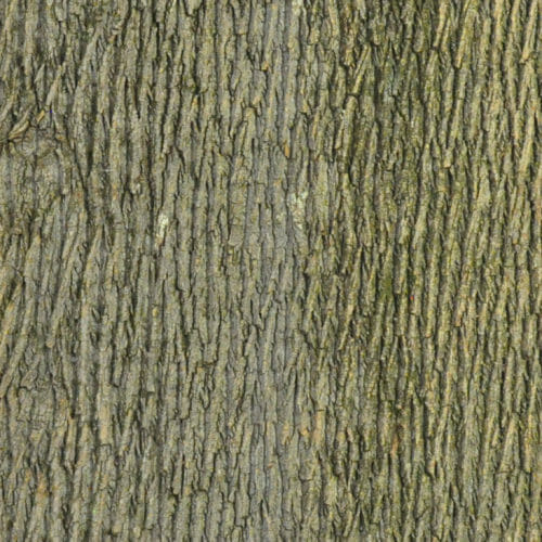 Buy Poplar Tree Bark Sheets & Panels | Bark House