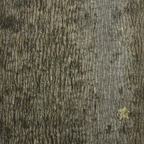 Buy Poplar Tree Bark Sheets & Panels | Bark House