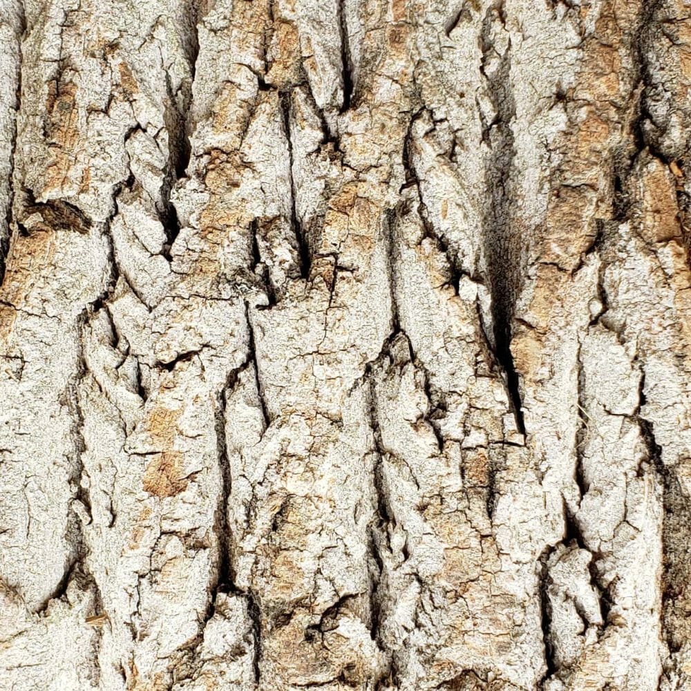 Poplar Bark - Premium Sample | Bark House®