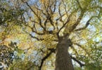 We Can Do Better Than Sustainable Building Materials