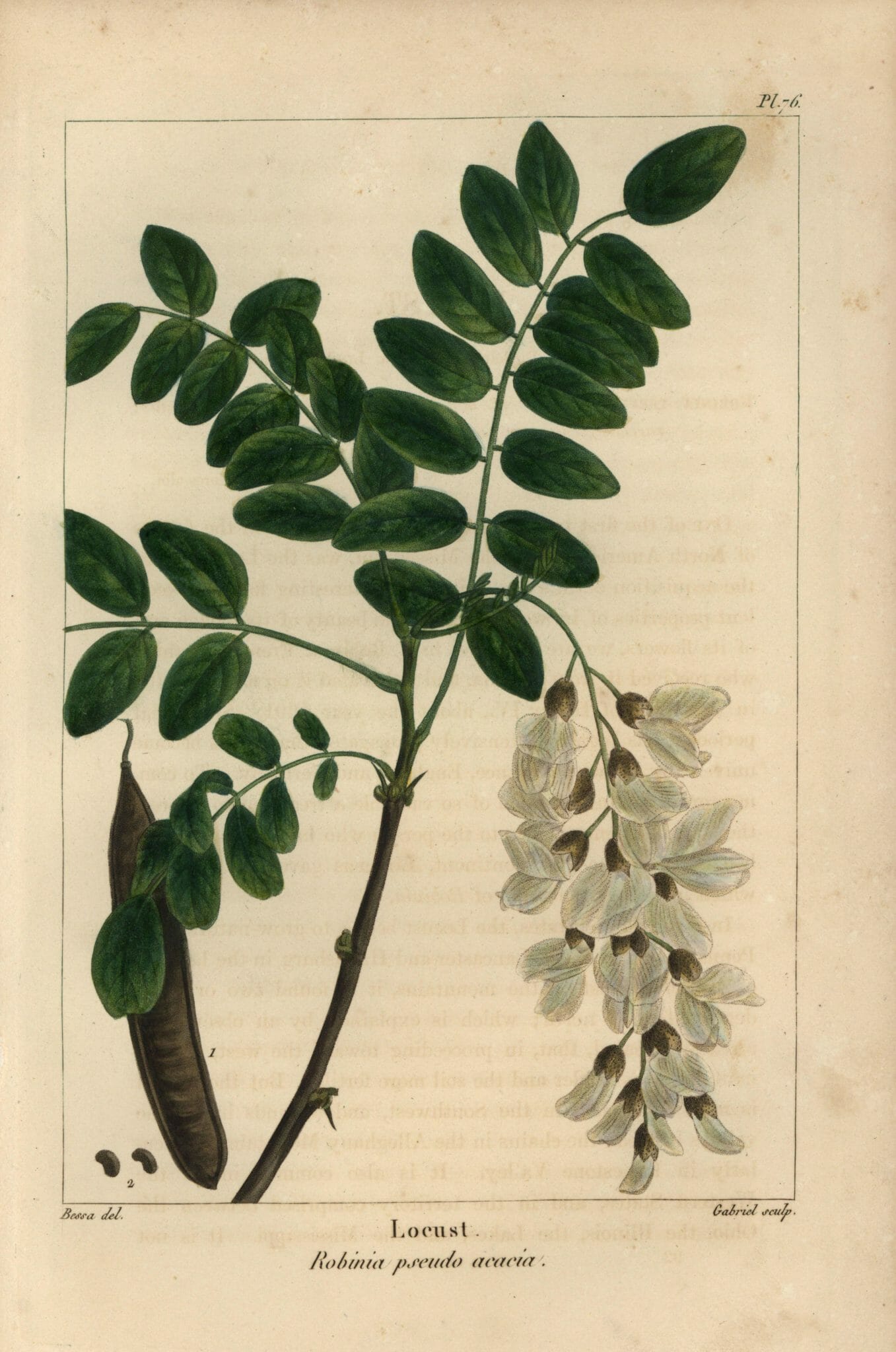Ботаническая иллюстрация Robinia pseudoacaci